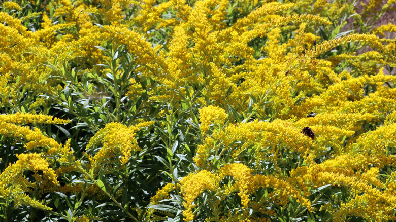 Axillary goldenrod growing outside with pollinators