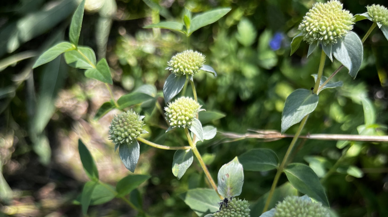 Blunt mountain mint growing with white flower heads
