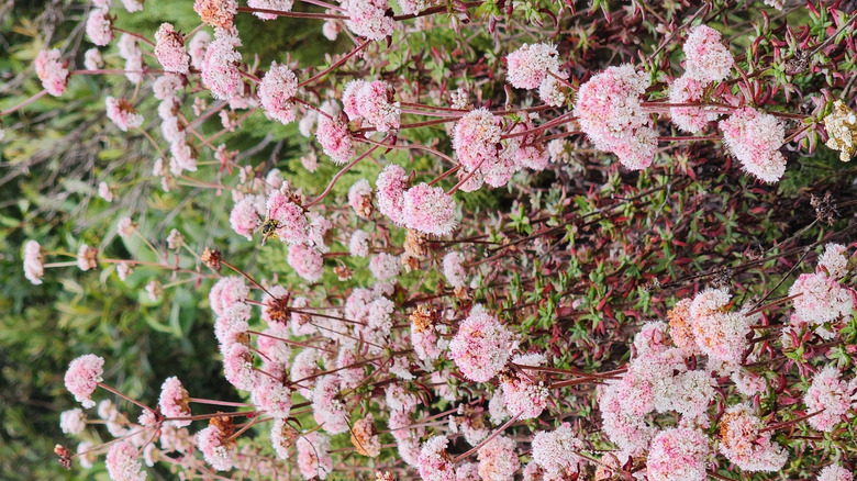 Pink clusters of California buckwheat flowers