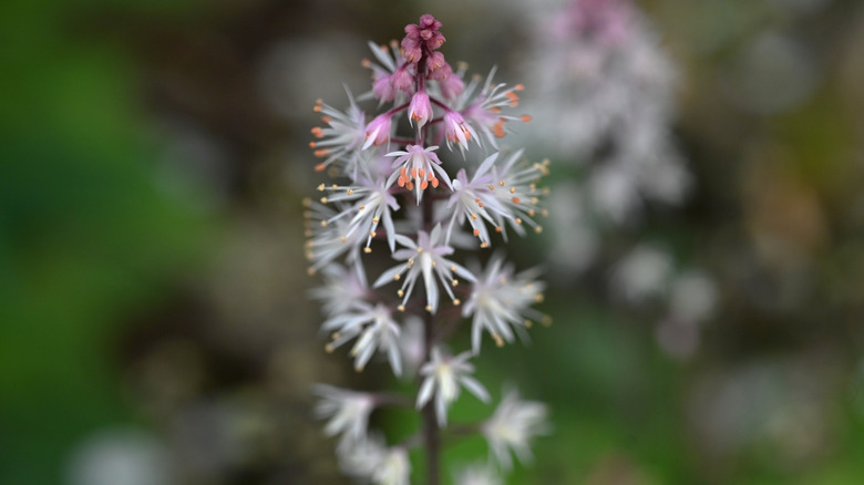 Closeup on a foamflower blossoms with small, thin white and pink petals