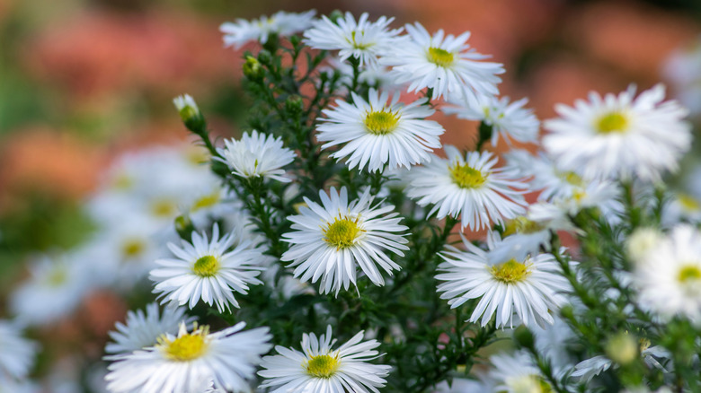 Close up on white heath aster blooms