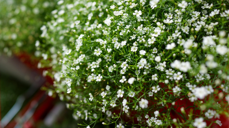 baby's breath growing with white flowers