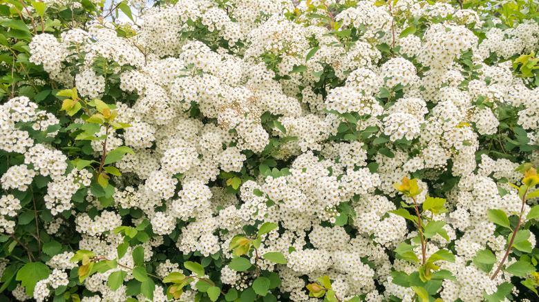 Meadowsweet shrub in bloom with small white flowers