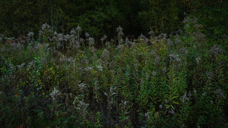 An abundance of narrowleaf mountain mint growing in a meadow