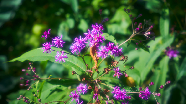 Closeup of New York ironweed flowers
