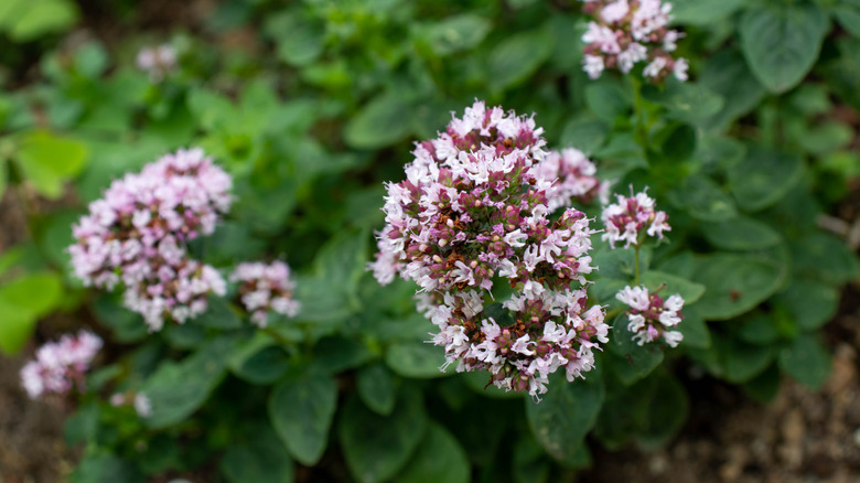 Pink oregano flowers in bloom