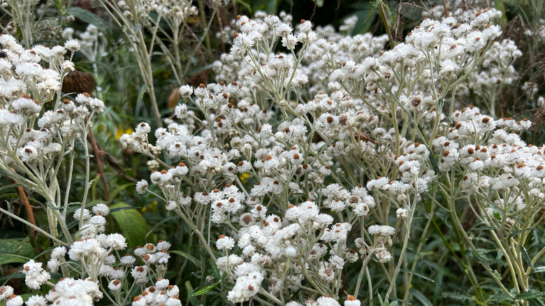 White pearly everlasting flowers growing alongside other plants
