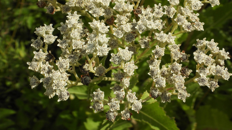 Small, white wild quinine flowers closeup
