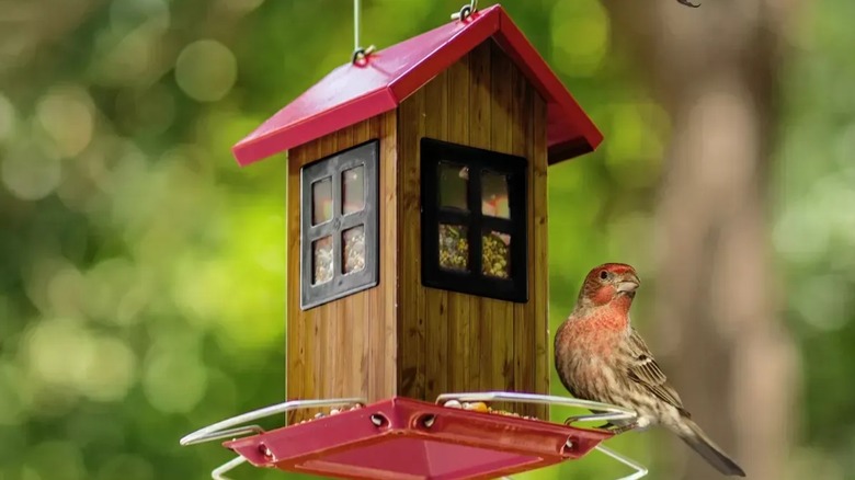 A small, red bird perched on the full Kingsyard Bird House Feeder