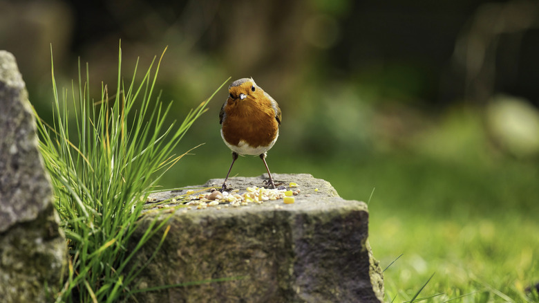 Robin standing over some bird seed on a flat rock