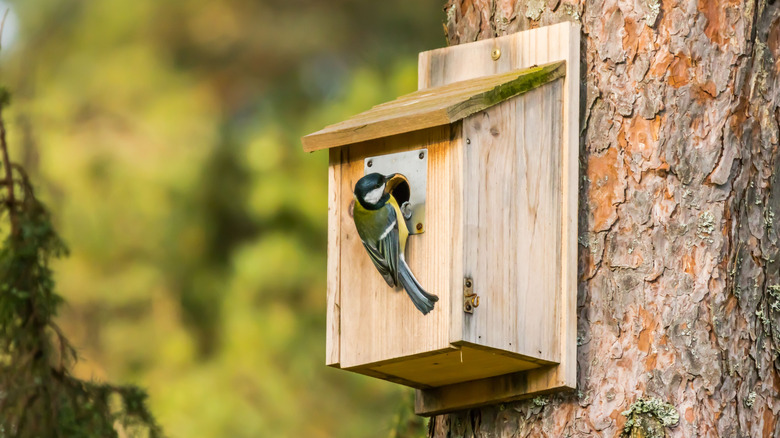 A birdhouse hanging from a tree with a bird sitting on it
