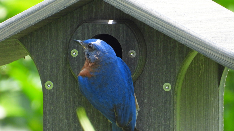 A bluebird visiting a birdhouse