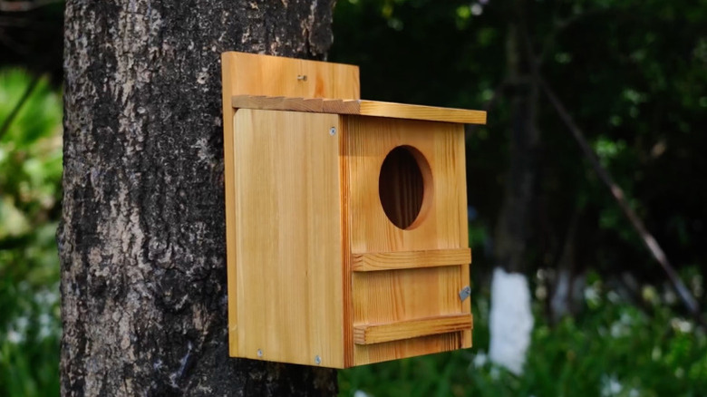 Mobyke's Screech Owl House on a tree