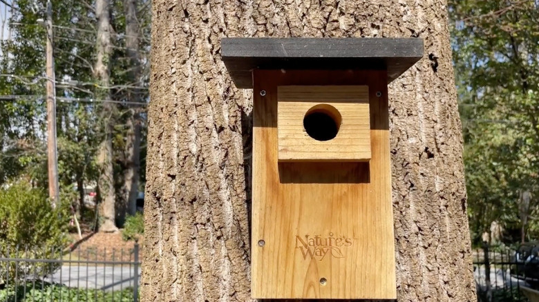 Nature's Way's Cedar Bluebird Viewing House