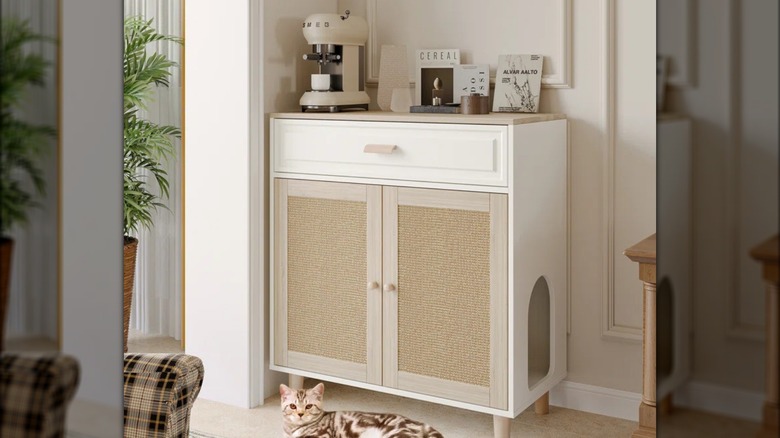 Cat by stylish litter cabinet