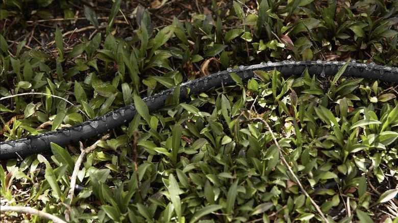 One Stop Gardens' flat seeper soaker hose on the ground