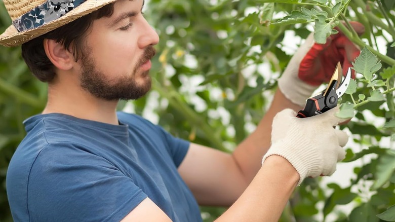 A person pruning a bush with the Hewog pruning shears