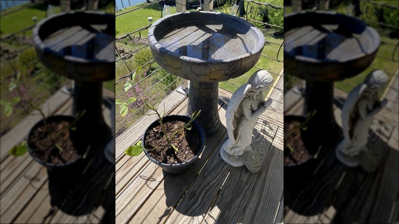 Watnature 24-inch Multiple Colors Concrete Complete Birdbath