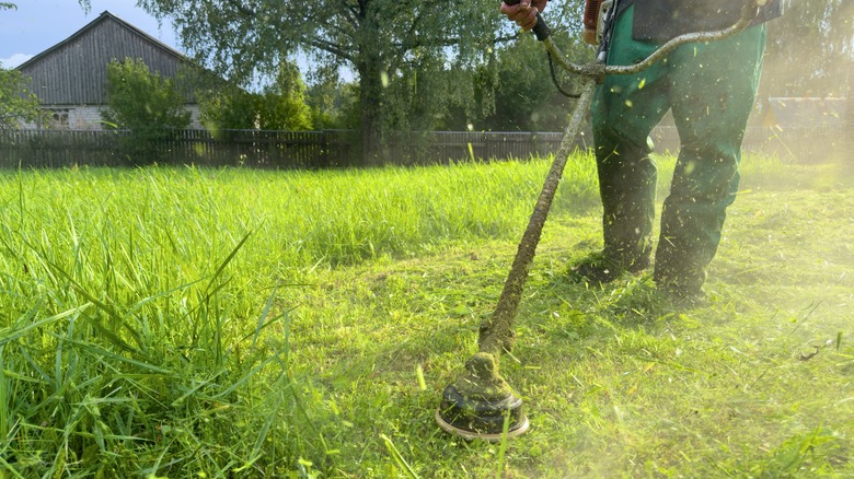 A person trimming tall grass and weeds with a weed eater