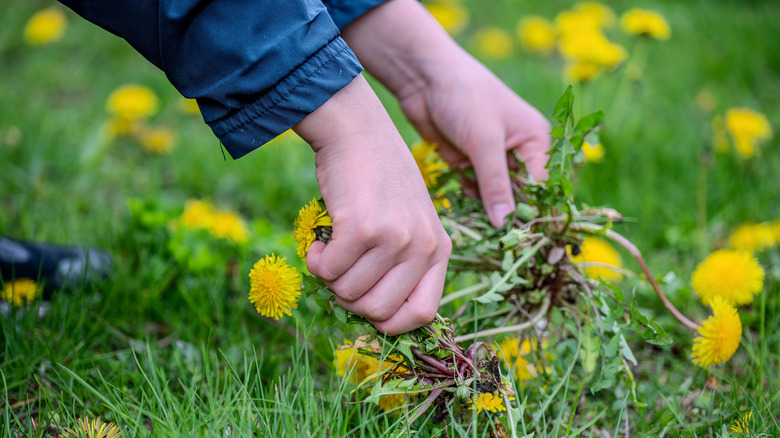 A close-up of hands pulling dandelions
