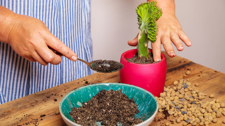 Person topping off dirt around potted plant with a spoon