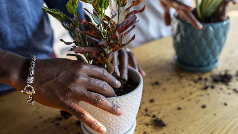 Hands pushing down soil around plant in ceramic pot