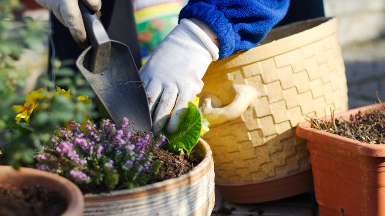 Gloved hands adding topdressing to outdoor pot