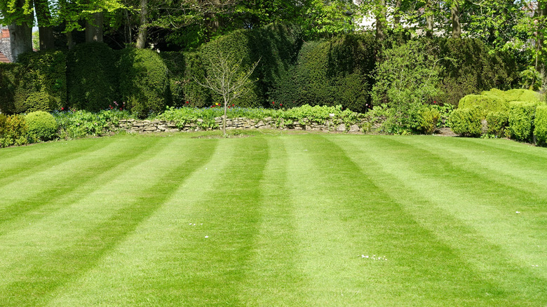 healthy green lawn 