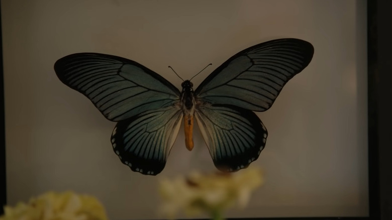 framed dried butterfly