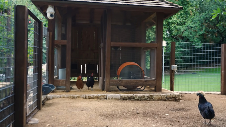 rustic chicken coop with chickens