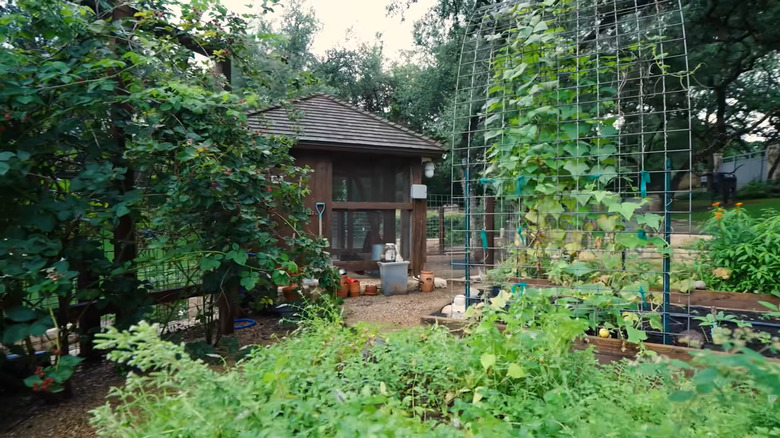 vegetable and fruit garden