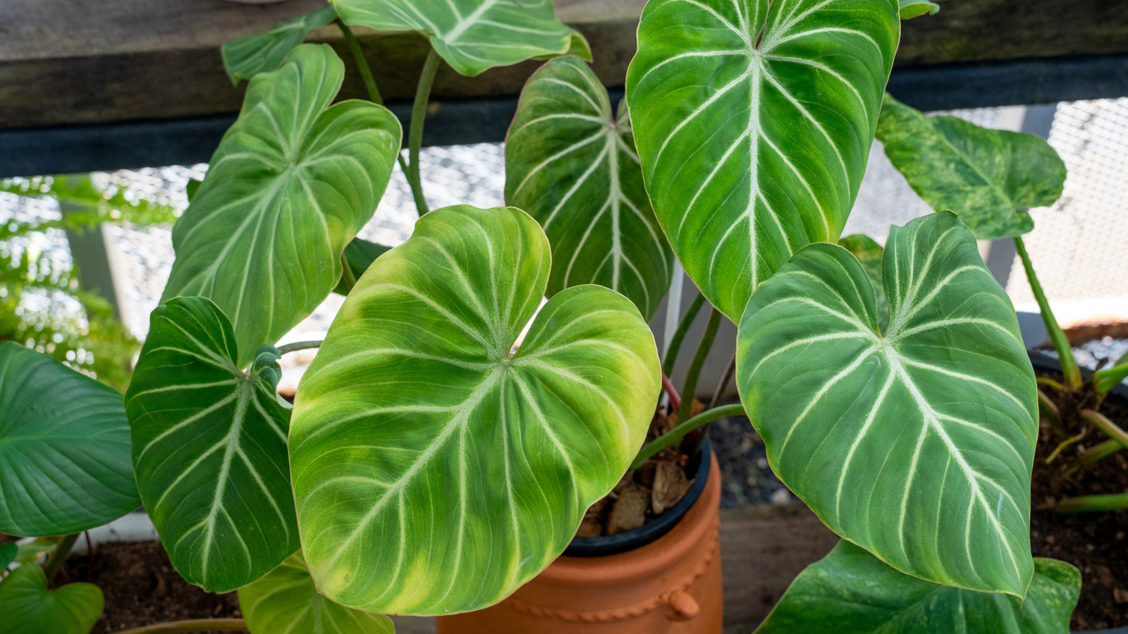 philodendron jose Philodendron Jose Buono (S) main image 0