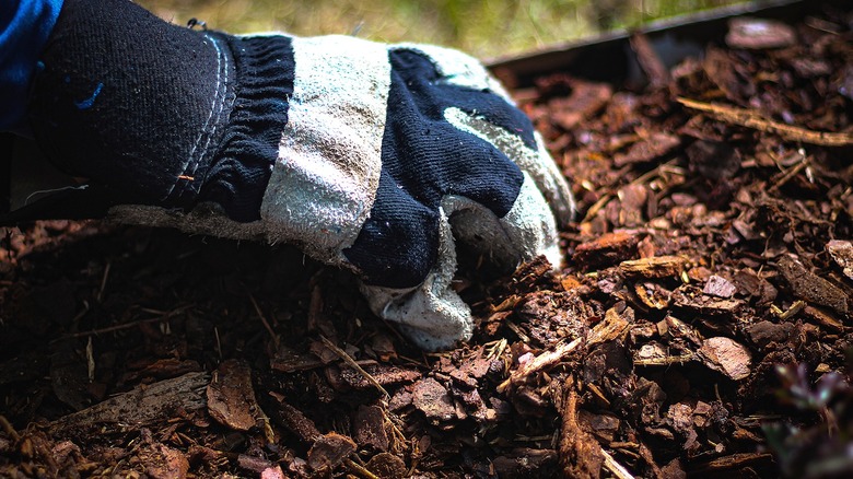 Close-up of a gloved handing spreading traditional mulch in a garden