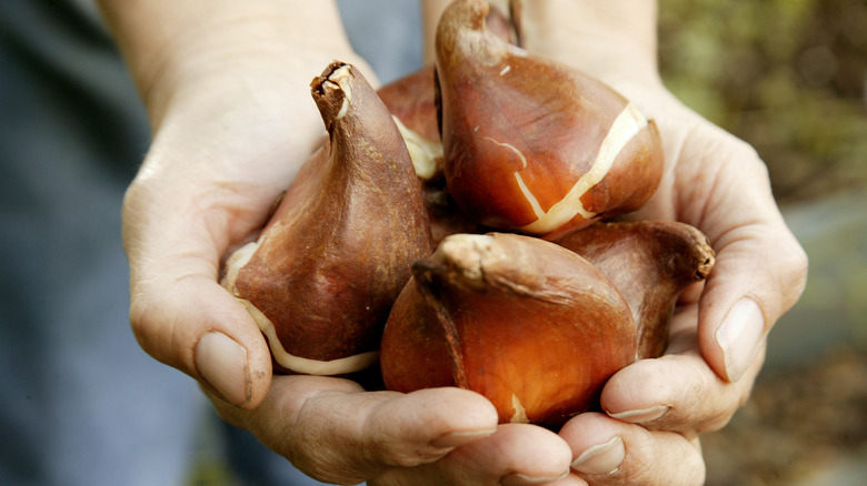 fall bulbs in hand