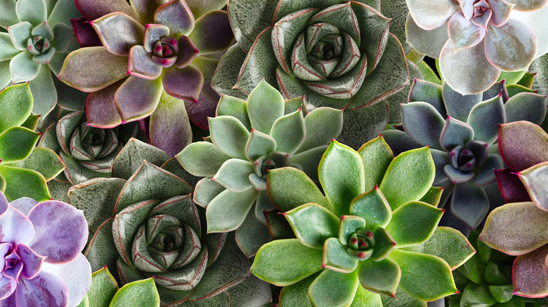 succulent arrangement