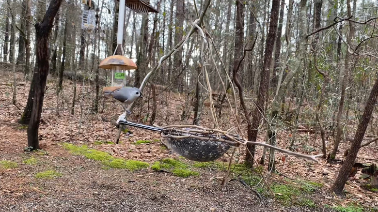 Screenshot of a DIY bird feeder hanging from a tree branch