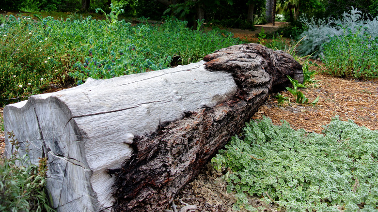 Large wood log with half of its bark laying in a garden along a mulched path.