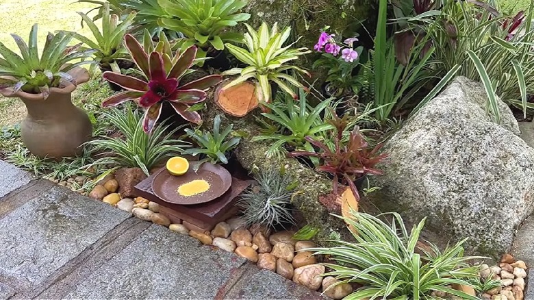 A garden arrangement with a mossy log, stones, and bromeliad plants.