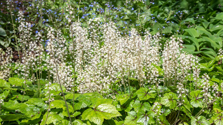 Spikes of white foamflower growing above green leaves