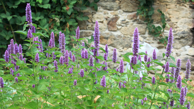 Spikes of purple agastache flowers rise above the plants