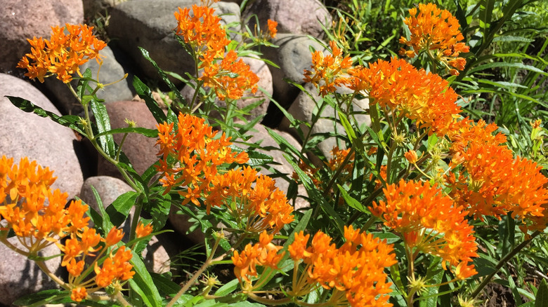 Orange blooms on butterfly milkweed plants