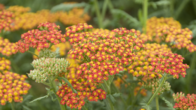 Red and yellow flowers of a common yarrow cultivar