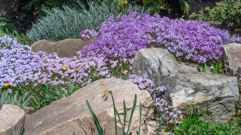 Creeping phlox grows in a rock garden