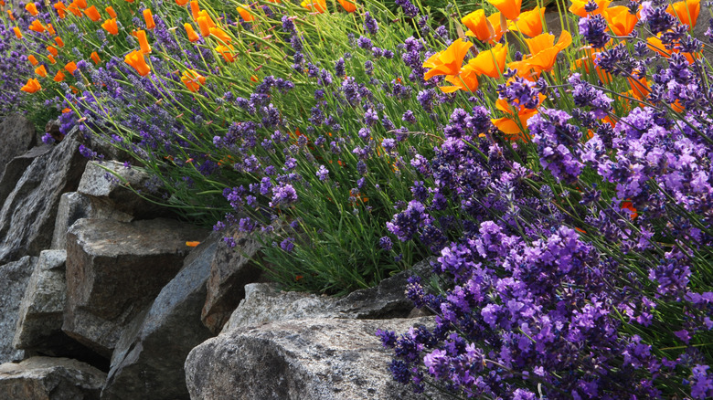 English lavender and California poppies spill over rock wall