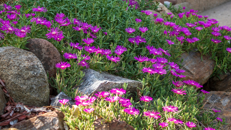 Ice plant growing in a rock garden
