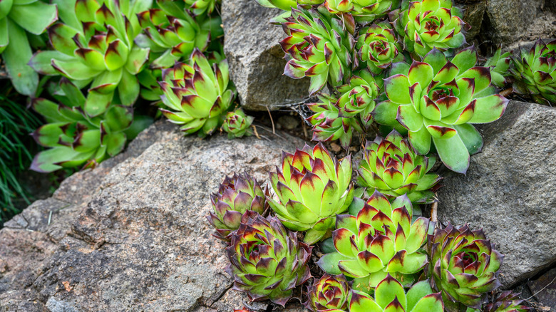 Hens and chicks growing among stones