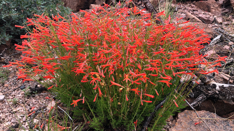 Pineleaf penstemon with red flowers