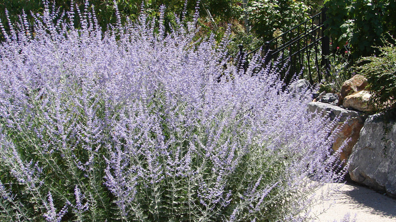 Russian sage with spikes of lavender flowers