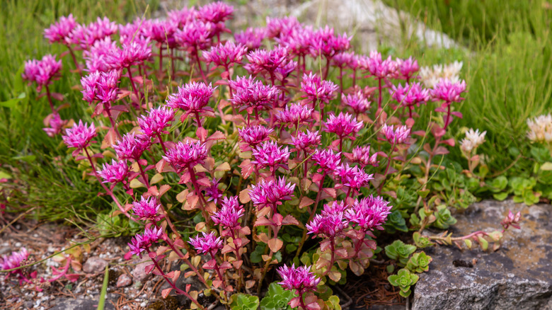 Sedum plant with pink blooms in rock garden