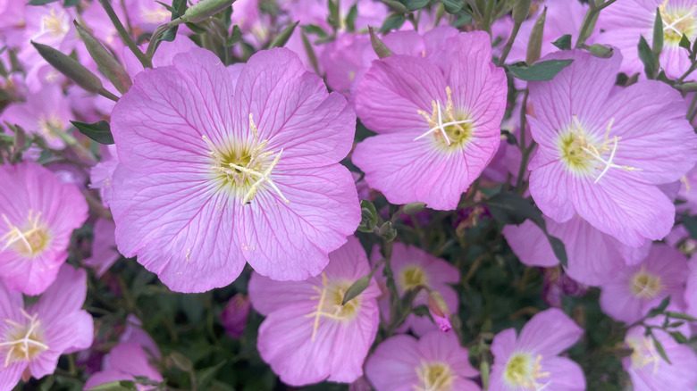 Showy evening primrose with pink flowers in bloom